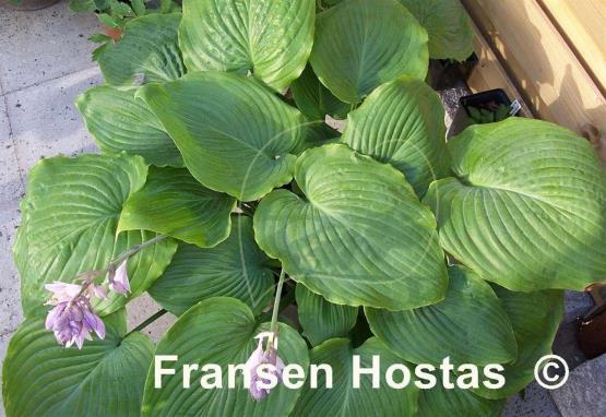 Hosta Elkhart Lake