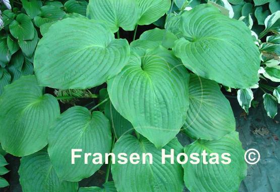 Hosta Elkhart Lake