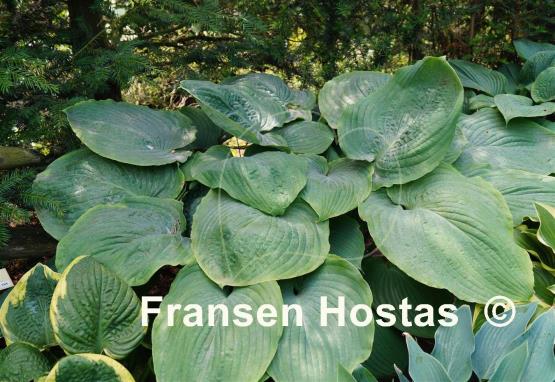 Hosta Elkhart Lake