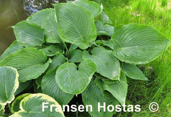 Hosta Elkhart Lake
