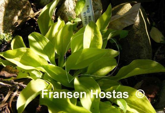 Hosta Ellie Bee