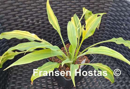 Hosta Elvis Lives Streaked