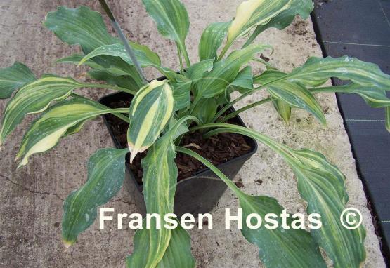 Hosta Elvis Lives Streaked
