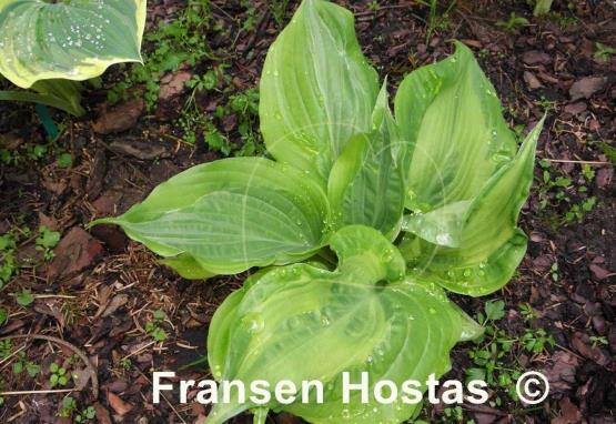 Hosta Embroidery