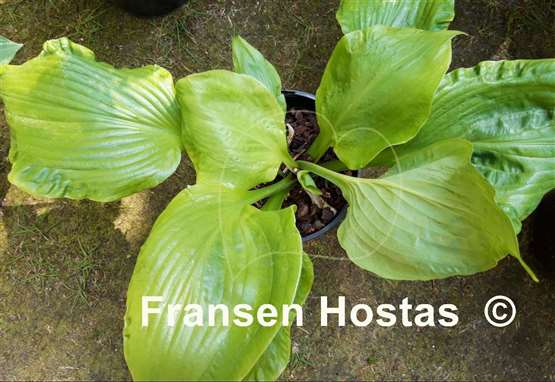 Hosta Embroidery