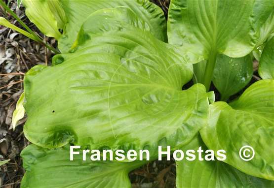 Hosta Embroidery
