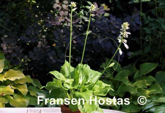 Hosta Embroidery