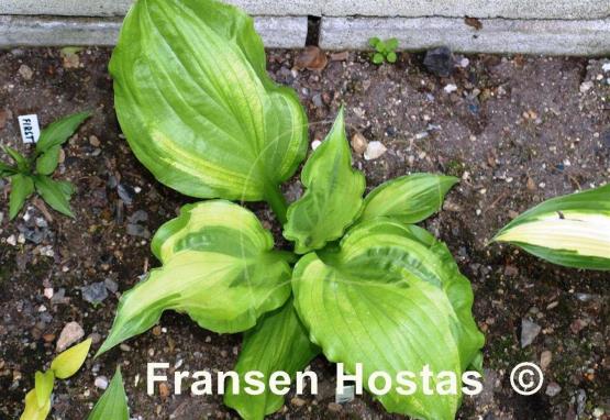 Hosta Embroidery