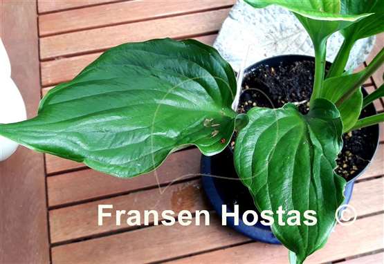 Hosta Emerald Chalice