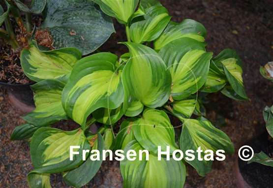 Hosta Emerald Charger