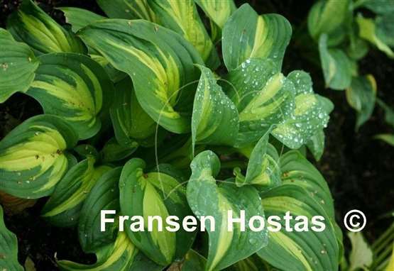 Hosta Emerald Charger