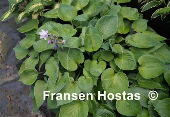 Hosta Emerald Edger