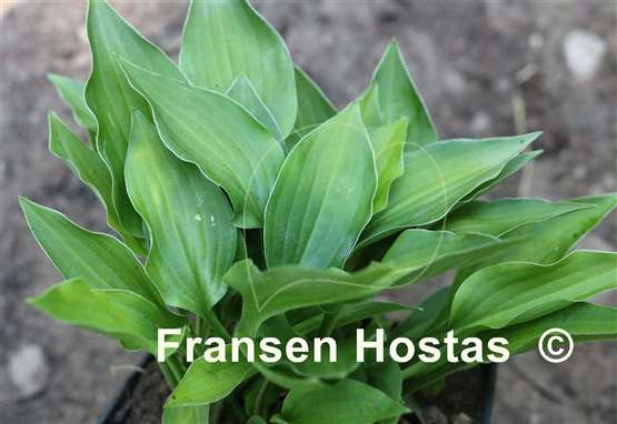 Hosta Emerald Hearts