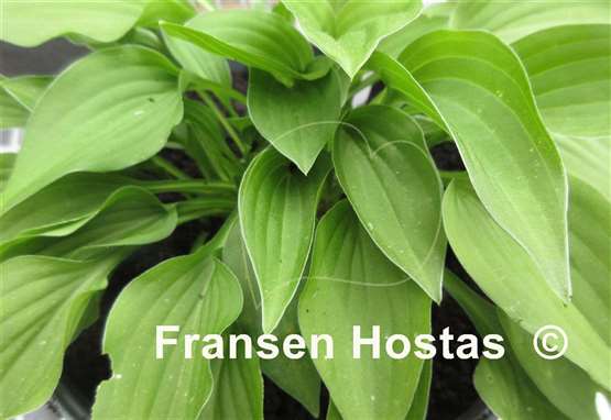 Hosta Emerald Hearts