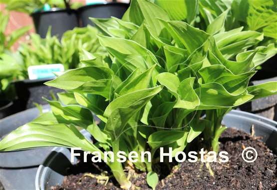 Hosta Emerald Hearts