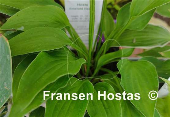 Hosta Emerald Hearts