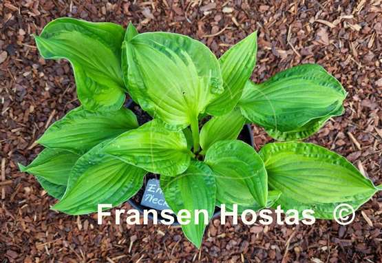 Hosta Emerald Necklace