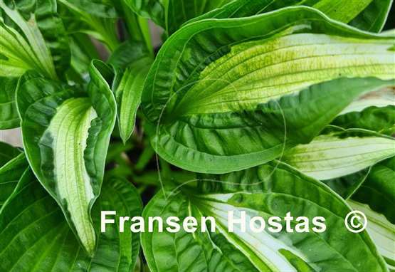 Hosta Emerald Necklace