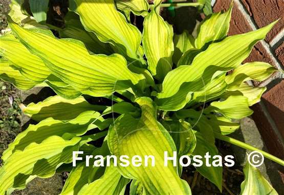 Hosta Emerald Ruff Cut