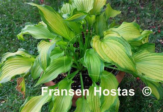 Hosta Emerald Ruff Cut
