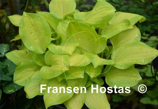 Hosta Emerald Scepter