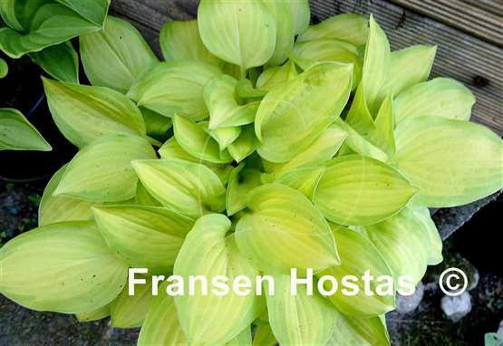 Hosta Emerald Scepter