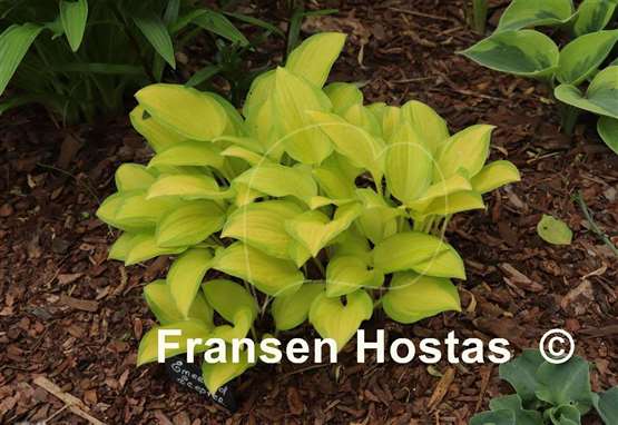 Hosta Emerald Scepter