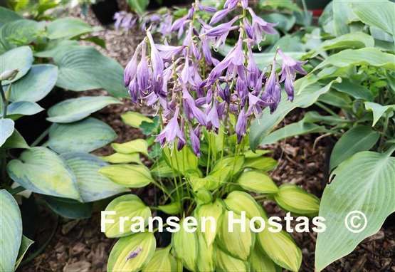 Hosta Emerald Tiara