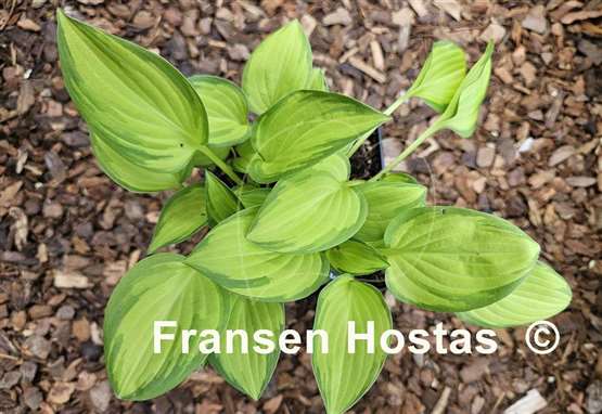 Hosta Emerald Tiara
