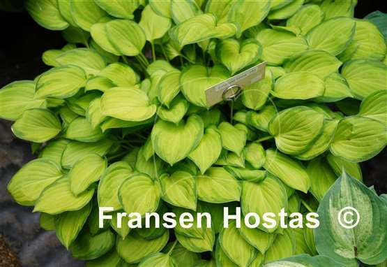 Hosta Emerald Tiara