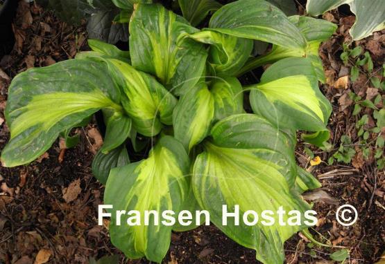 Hosta Emerald Charger
