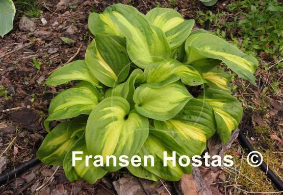 Hosta Emerald Charger