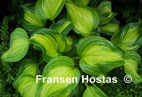 Hosta Emerald Charger