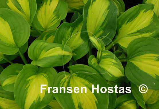 Hosta Emerald Charger
