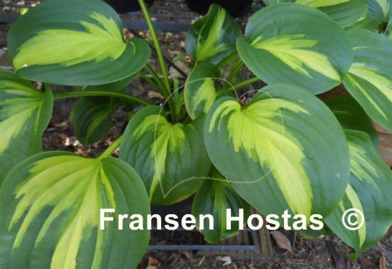 Hosta Emerald Charger