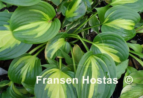 Hosta Emerald Charger