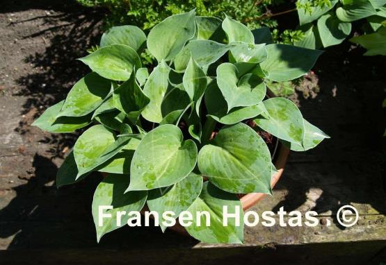 Hosta Emerald Edger