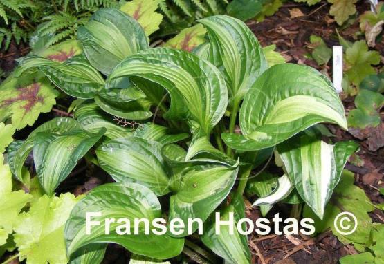 Hosta Emerald Necklace