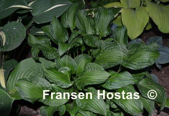 Hosta Emerald Necklace