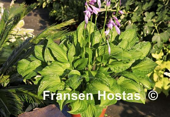 Hosta Emerald Necklace