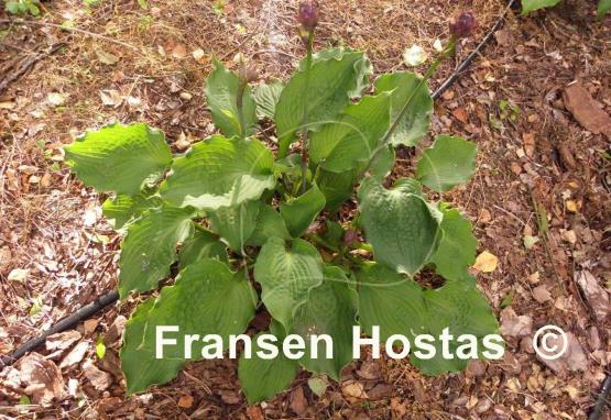 Hosta Emerald Paisley