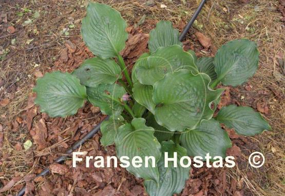 Hosta Emerald Paisley