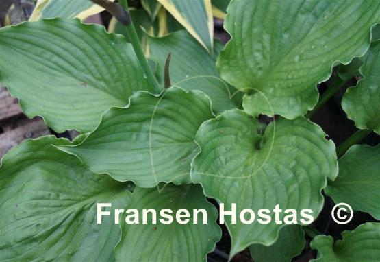 Hosta Emerald Paisley