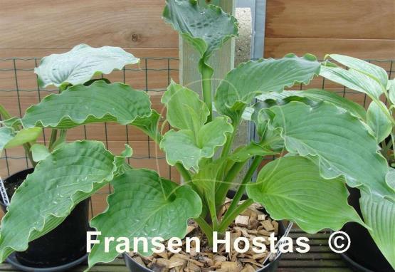 Hosta Emerald Paisley