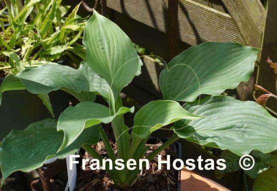 Hosta Emerald Paisley