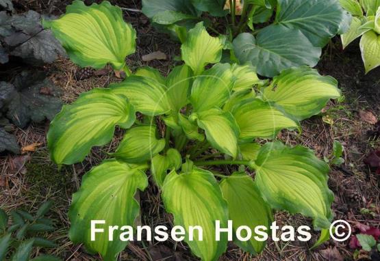 Hosta Emerald Ruff Cut