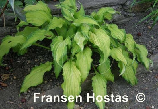 Hosta Emerald Ruff Cut