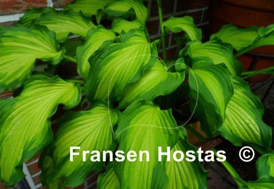 Hosta Emerald Ruff Cut