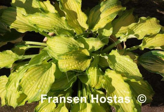Hosta Emerald Ruff Cut