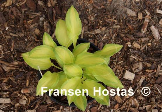 Hosta Emerald Scepter